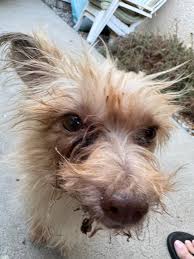 Adopt a bonded pair 💕