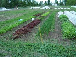 Agritourism profitable small farm ideas. Selecting Your Vegetable Garden Site For Good Garden Results