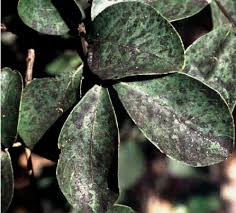 Image result for sooty mould