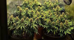 Maybe you would like to learn more about one of these? Best 3x3 Grow Tent Ideal Setup And Reviews Drcannabis