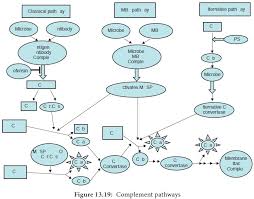 Mechanisms Of Innate Immunity