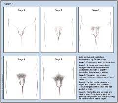 ما هو الطول الطبيعي للعضو الذكري في سن 13