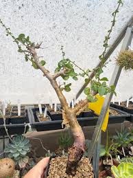 Image result for Commiphora kua