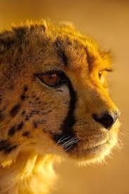 Cheetah Portre Hayvanlar Alemi Kedi Portre