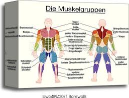 Related posts of muscles labeled front and back. Muscle Diagram German Text Male Body Canvas Print Barewalls Posters Prints Bwc48942071