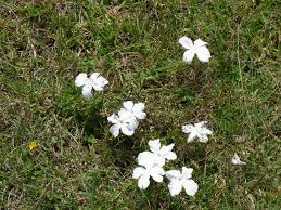 Image result for Cycnium