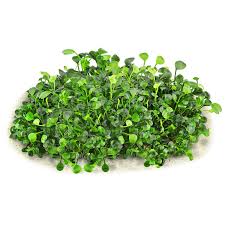 Image result for Marsilea burchellii