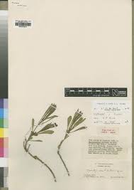 Image result for Rauvolfia mombasiana