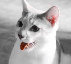 Some of these cat paintings have cost $15,000 and had to be renewed every 3 months! My Cat Is Panting Heavily Poc