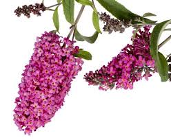 Image result for Buddleja pulchella