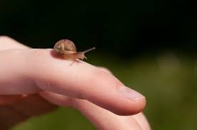 Comment Faire Un Elevage D Escargots Domestiques Pratique Fr