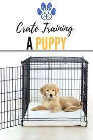 Pin On Dog Training