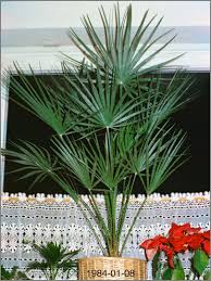 Image result for Acoelorrhaphe