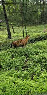 Sanjay Gandhi National Park,offtrack on ...