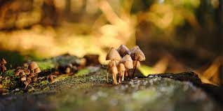 Shrooming With Bipolar Disorder A Psilocybin Survey Study Crest Bd Blog Crest Bd