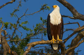 African Fish Eagle Wikipedia