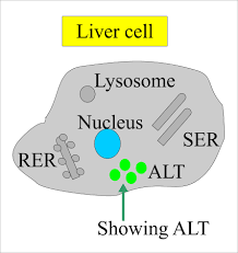 Sgpt Alt Alanine Aminotransferase Serum Glutamic Pyruvic