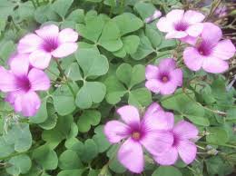 Image result for Oxalis purpurascens