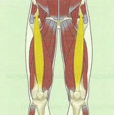 Nasm Muscles Origins And Insertions Flashcards Quizlet