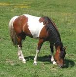 what-is-a-three-colored-horse-called