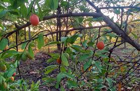 Image result for Ximenia