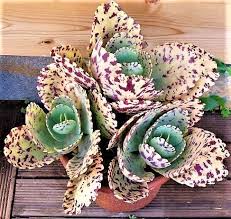 Image result for Kalanchoe marmorata