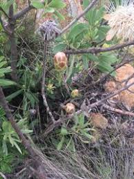 Image result for Protea welwitschii