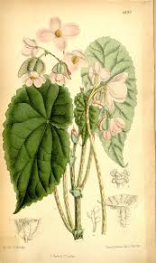 Image result for Begonia bequaertii