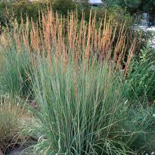 Image result for Sorghastrum