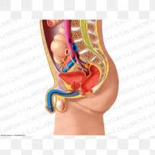 Abdominal and pelvic anatomy encompasses the anatomy of all structures of the abdominal and this anatomy section promotes the use of the terminologia anatomica, the international standard of. Abdomen Anatomy Images Abdomen Anatomy Transparent Png Free Download