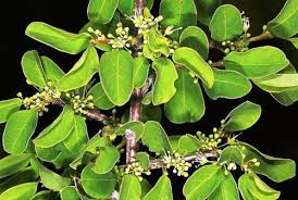 Image result for Flueggea