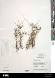 Image result for Cyperus cuspidatus