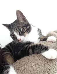 Cat stung by a bee can look quite hilarious, but it's important to know how to help them out as well. Wasp Bee Stings The Risk To Your Cats Dogs If Stung Vets Now