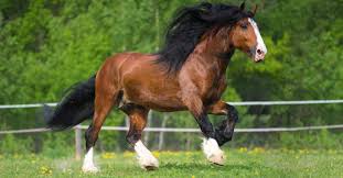 Big jake the belgian gelding horse has earned worldwide fame for his extraordinary height. The Top 13 Biggest Horses In The World Az Animals