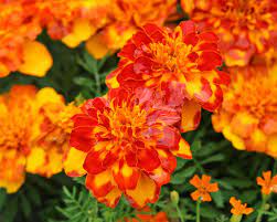 Tagetes is a genus of annual or perennial, mostly herbaceous plants in the sunflower family asteraceae. Tagetes Pflanzen Und Pflegen Mein Schoner Garten