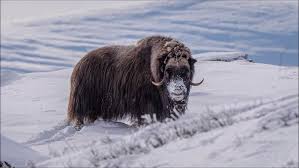 Gordon finds himself in the dangerous position of being trapped between the wolves and their prey, a herd of muskox. Moskus Youtube