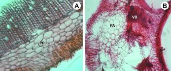 Image result for Hilleria latifolia