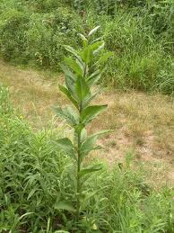 Weeds with white flowers and thorns. Ohio Weedguide