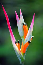 Biocalmor tropical flowers costa rica. Pin On Flowers Breathtaking