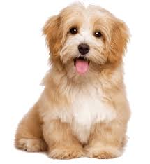 Three great reasons to consider adopting a senior pet. Online Pet Shop In Delhi Best Online Pet Shop In India
