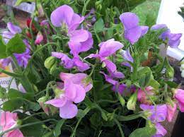 Flower a blooms in june while flower b, a close relative of a, blooms in august. Sweet Pea June Seasonal Flower Massachusetts Flower Farm Seasonal Flowers Sweet Pea