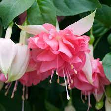 Fuchsia Peach Princess J Parker Dutch Bulbs Fuchsia Flowers Fuchsia Flower Beautiful Flowers