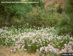 Common soapwort, or bouncing bet (s. Washington State Noxious Weed Control Board