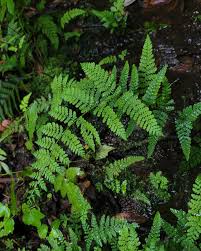 Image result for Hypolepis