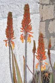 Image result for Asphodelaceae