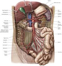 An arterial, venous, or portal venous network can be represented by a tree. Arteries Veins Atlas Of Anatomy