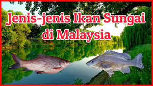 Pada artikel kali ini jurnal manajemen akan membahas secara lengkap mengenai jenis ikan louhan. Jenis Jenis Ikan Sungai Di Malaysia Type Of River Fish In Malaysia Youtube