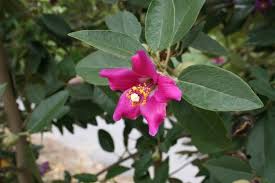 Image result for Lagunaria patersonia