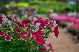 Maybe you would like to learn more about one of these? Costa Rica Plant Flower Flowering Flora Flowers Exotic Nature Colors Beautiful Botany Pikist