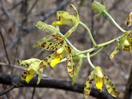 Image result for Ansellia